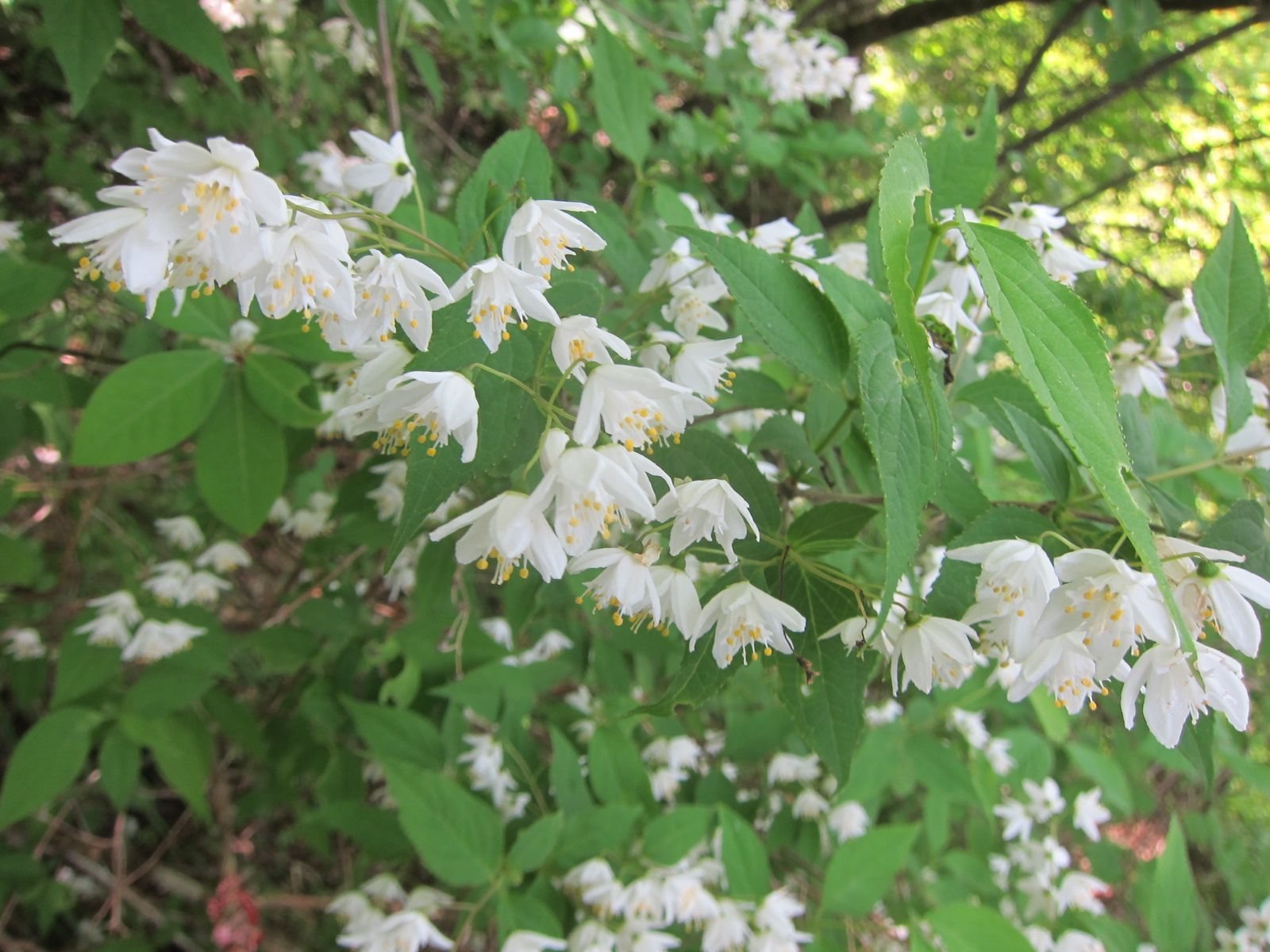 Nikko deutzia
