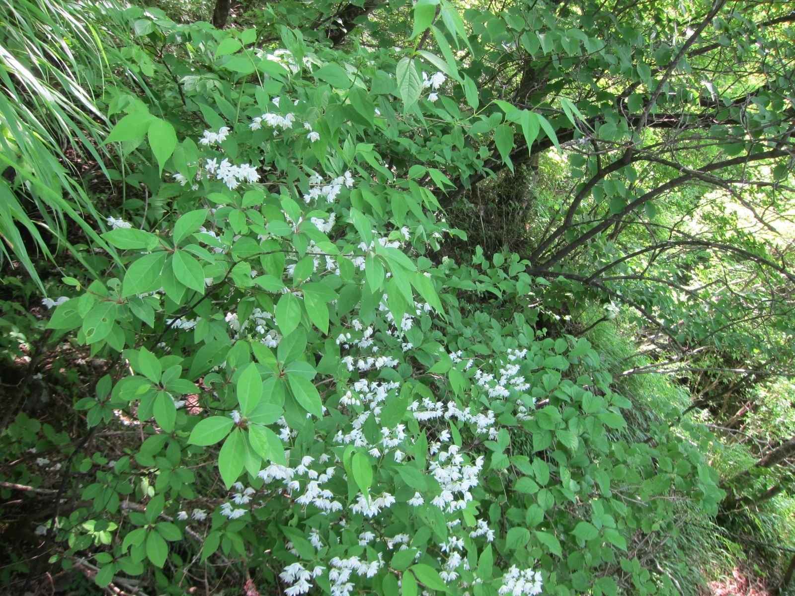 Nikko deutzia