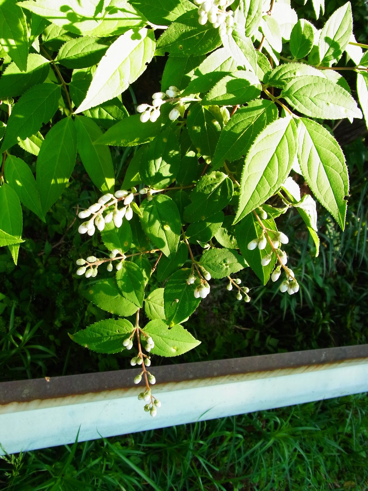 Nikko deutzia