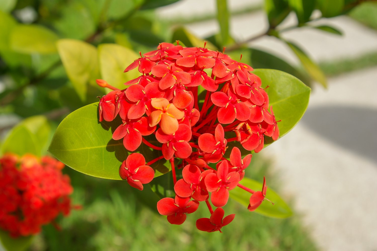 Nora Grant ixora