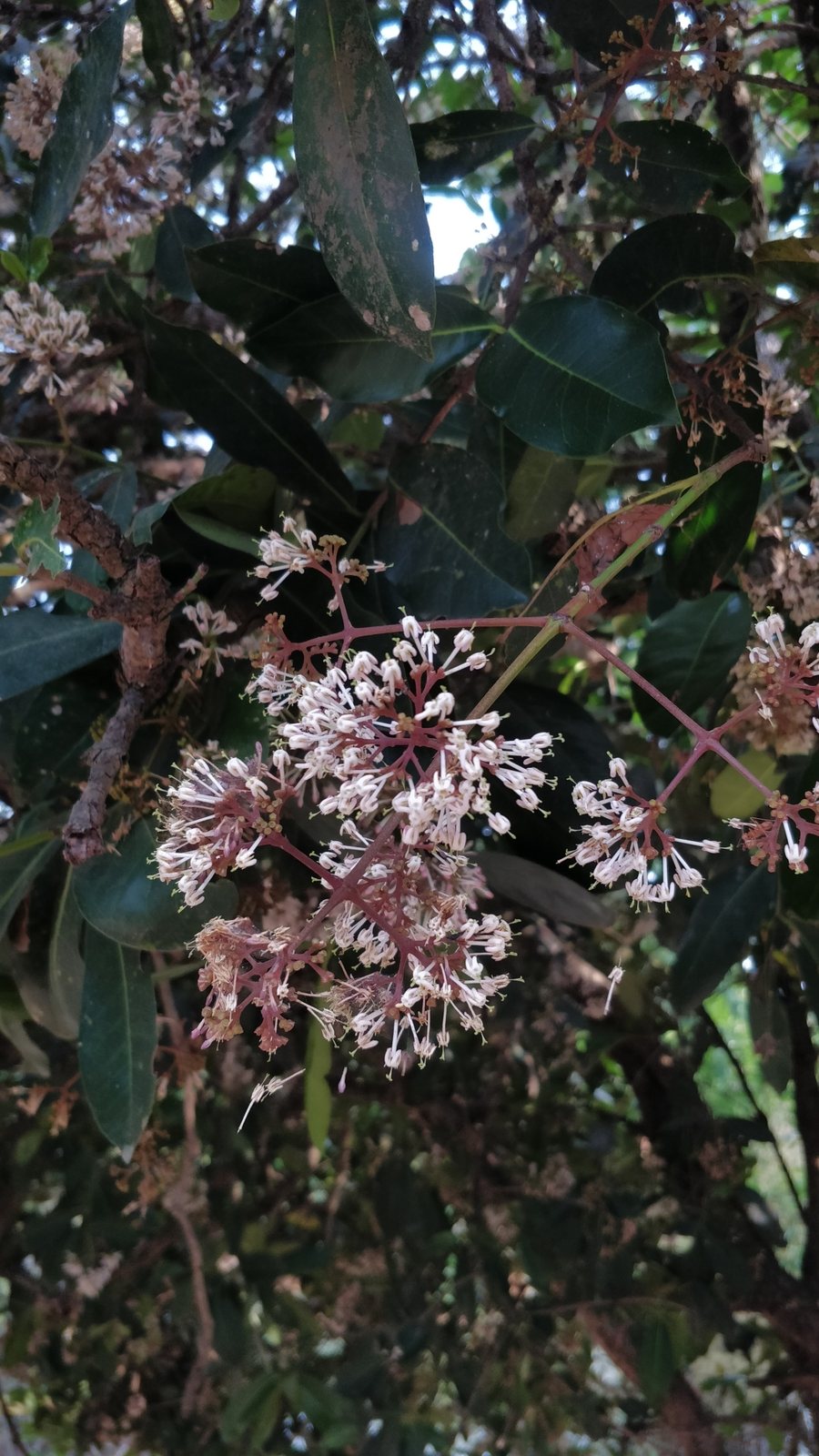 Nora Grant ixora