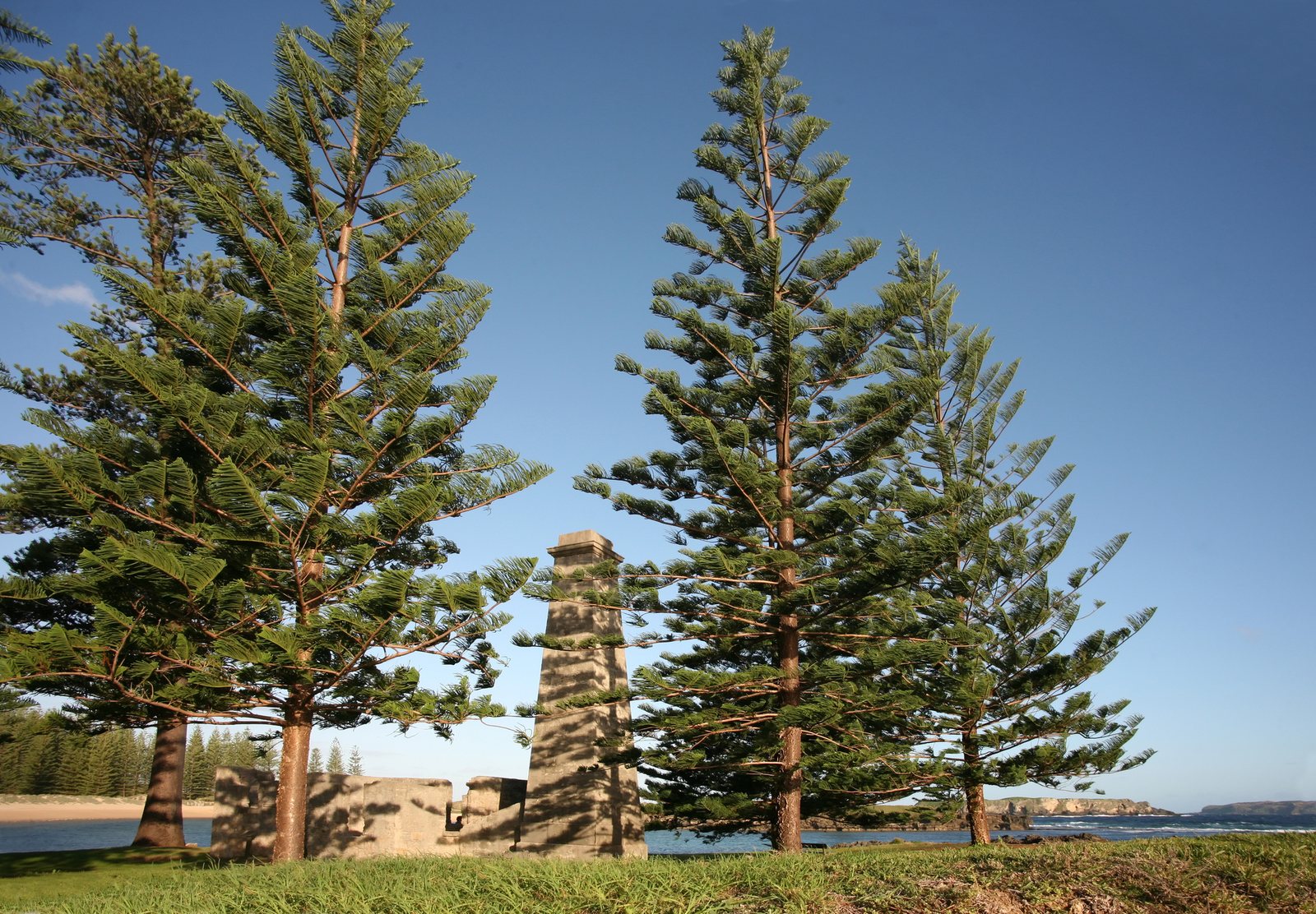 Norfolk Island pine