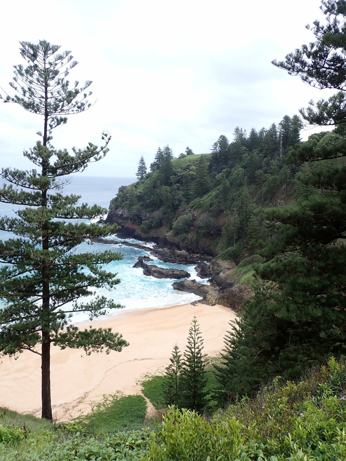 Norfolk Island pine