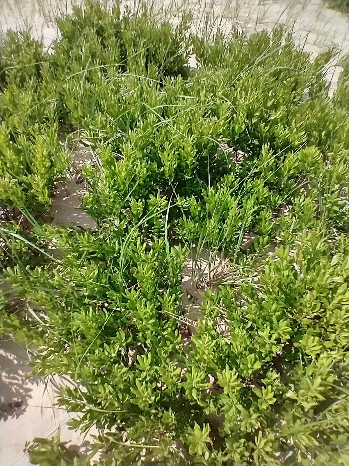 Northern bayberry