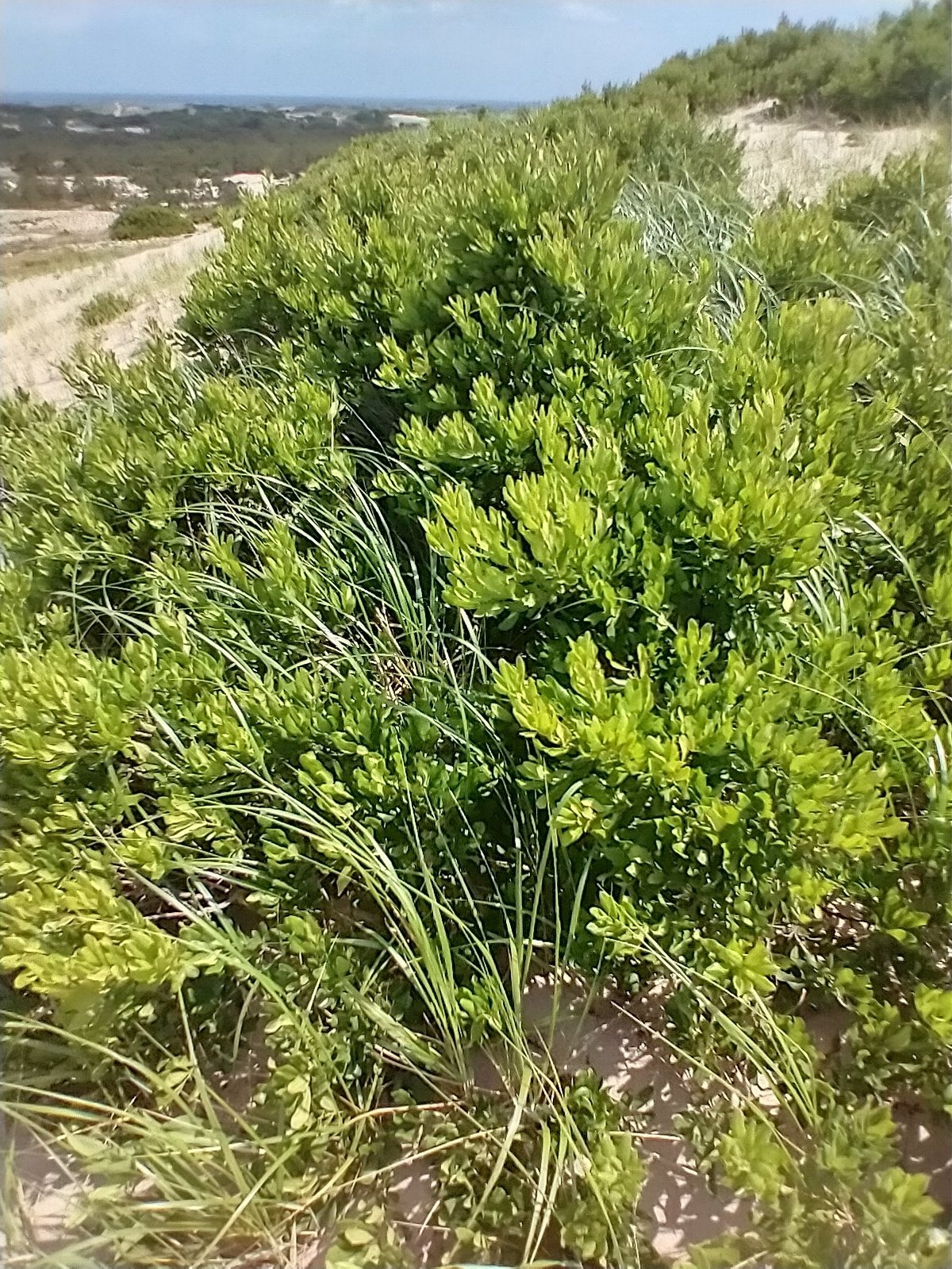 Northern bayberry