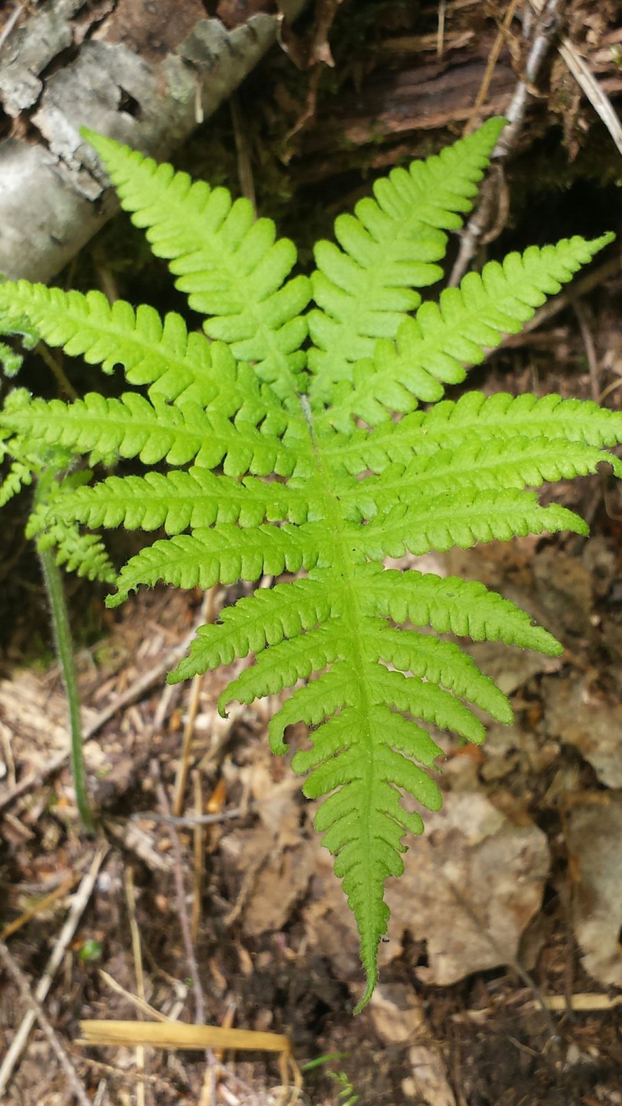 Northern beech fern