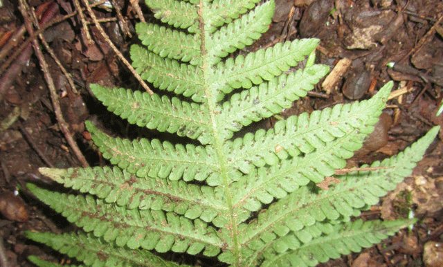 Northern beech fern