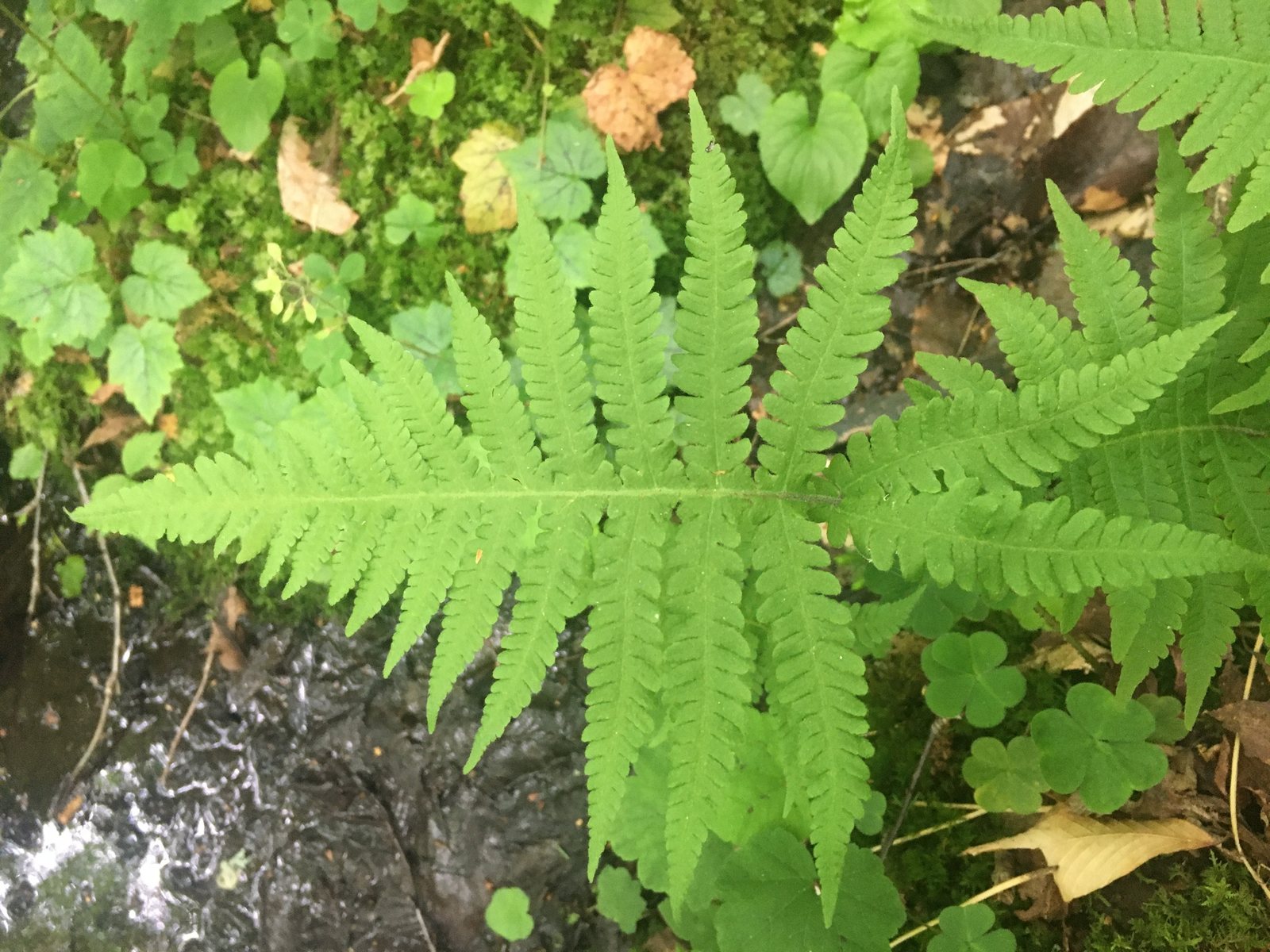 Northern beech fern