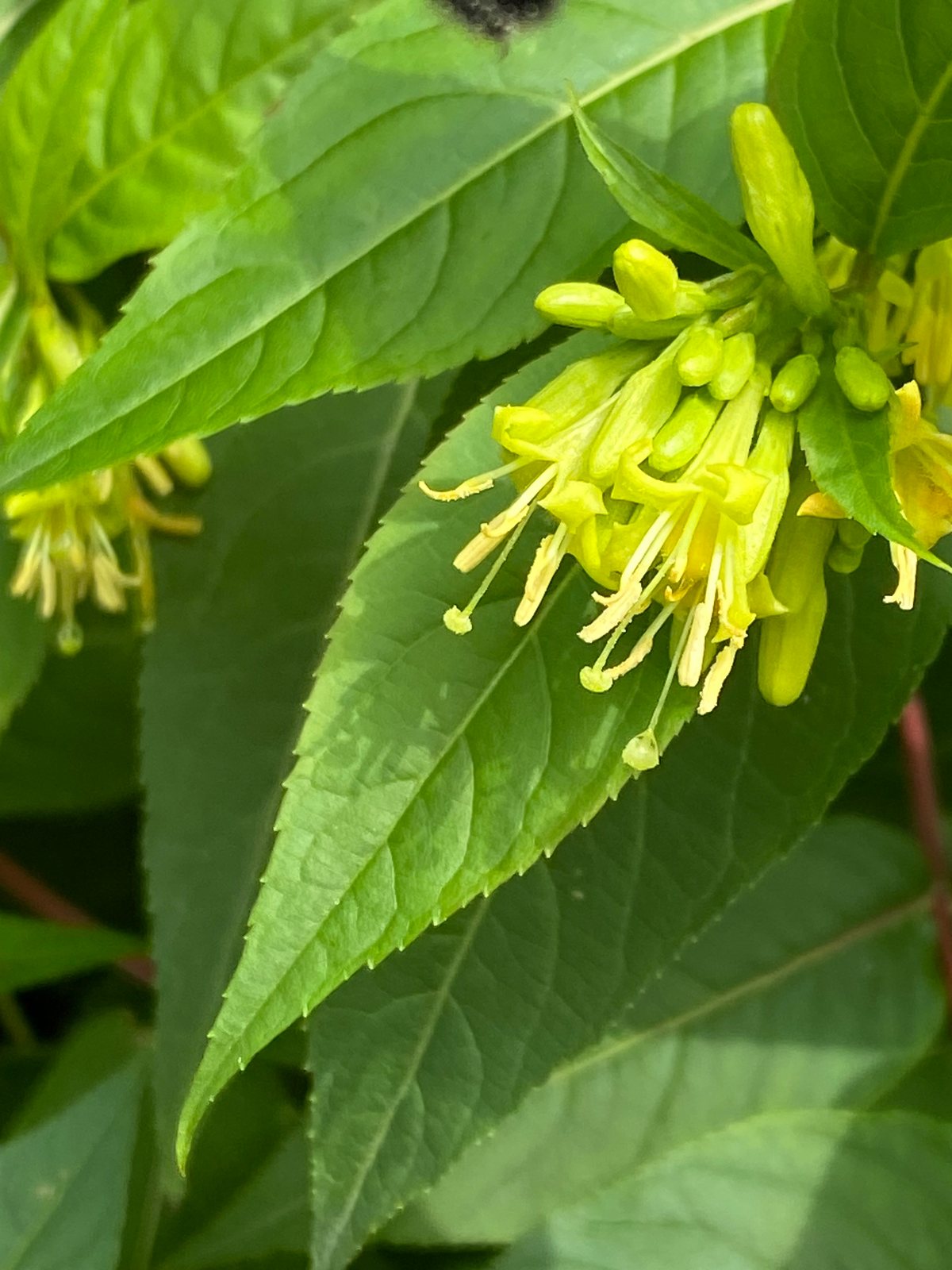 Northern bush honeysuckle
