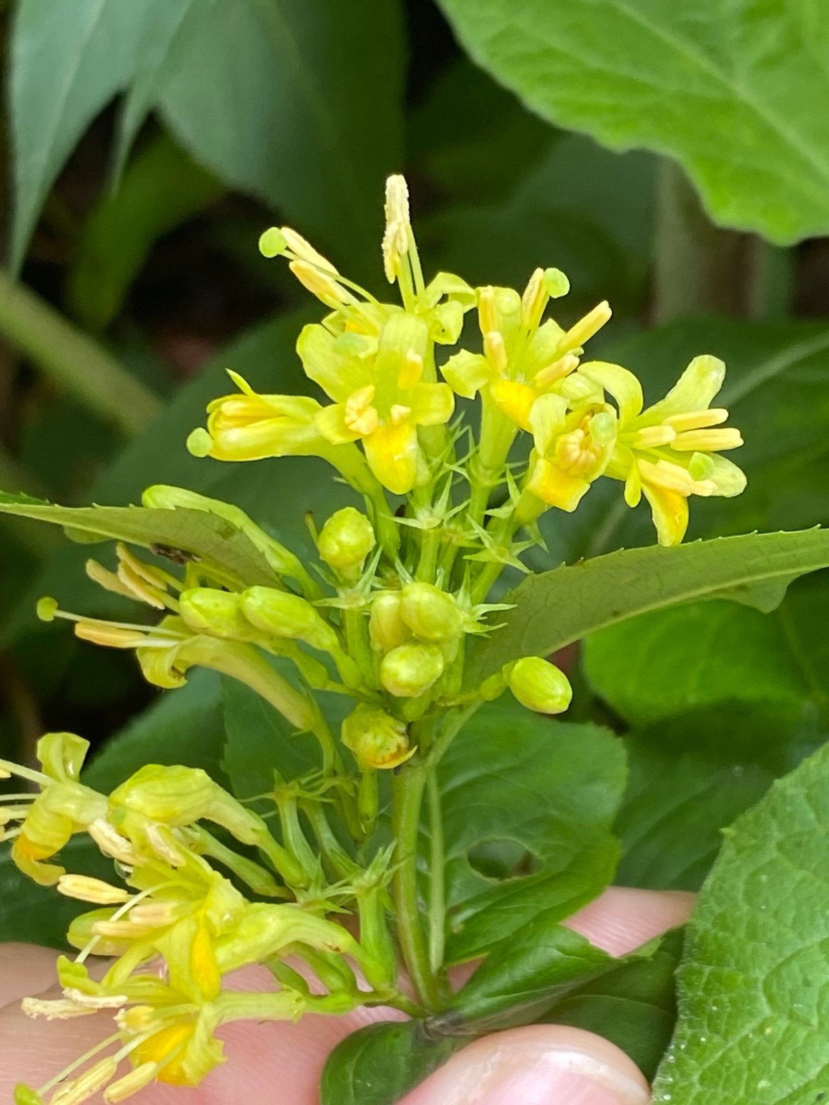 Northern bush honeysuckle