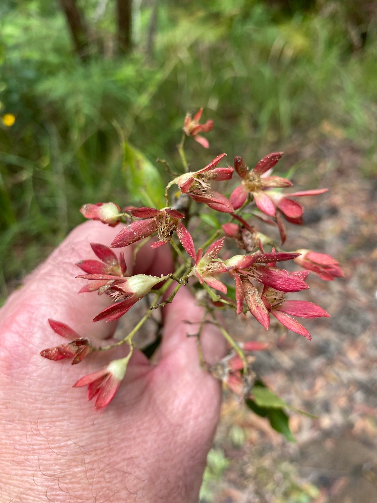 NSW Christmas bush