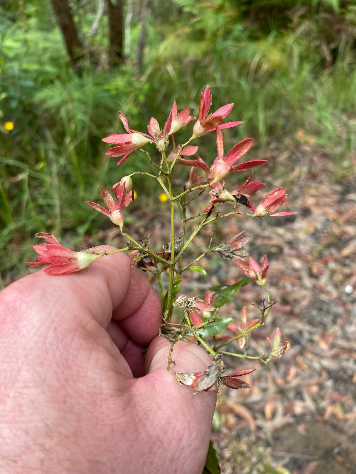NSW Christmas bush