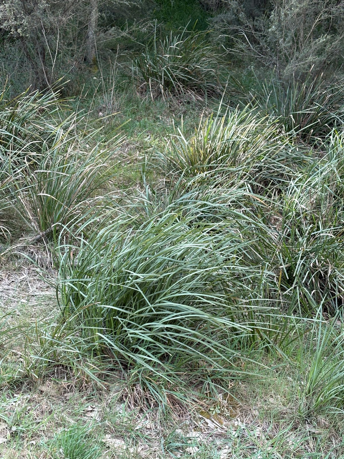 Nyalla lomandra