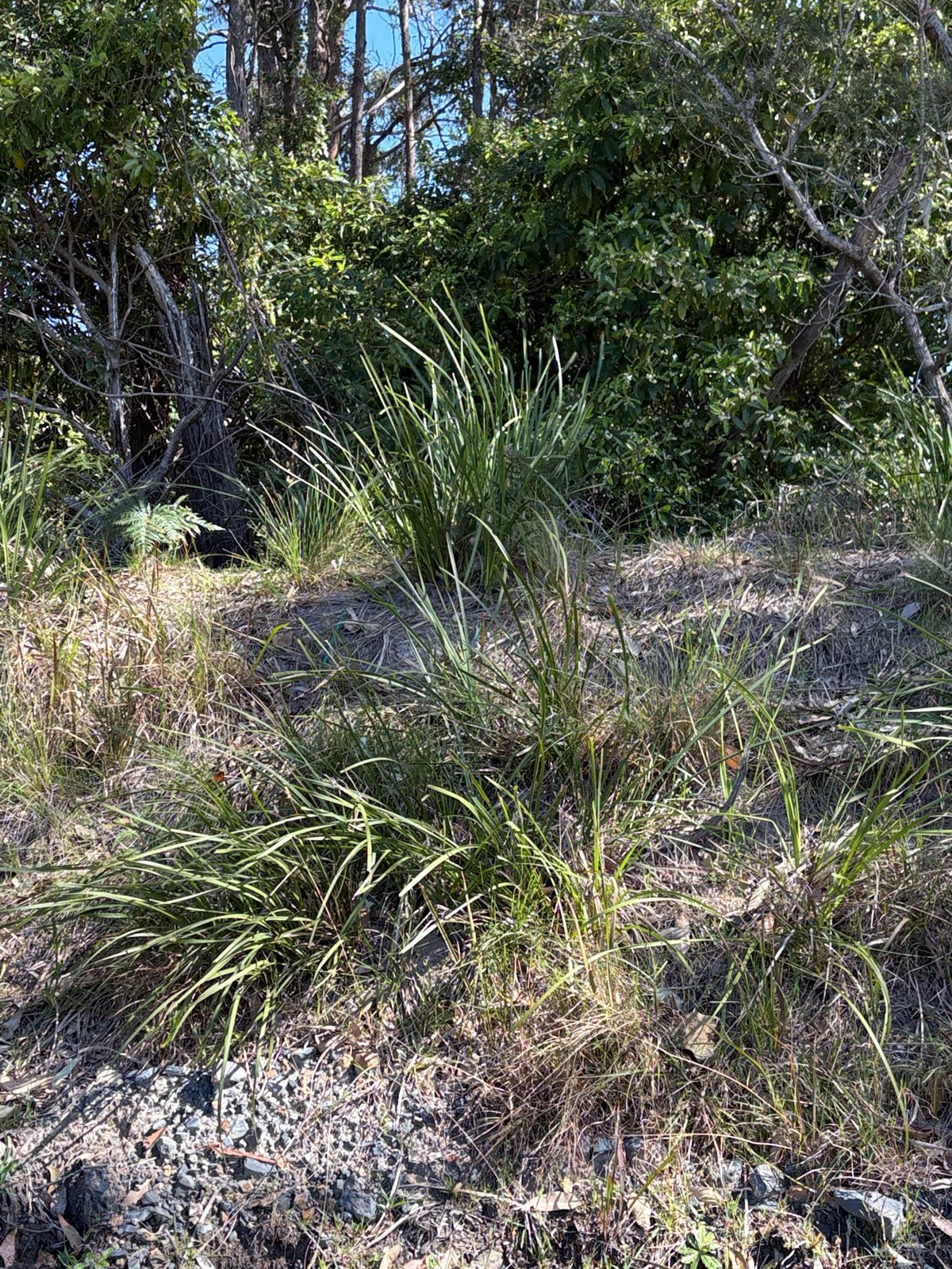 Nyalla lomandra
