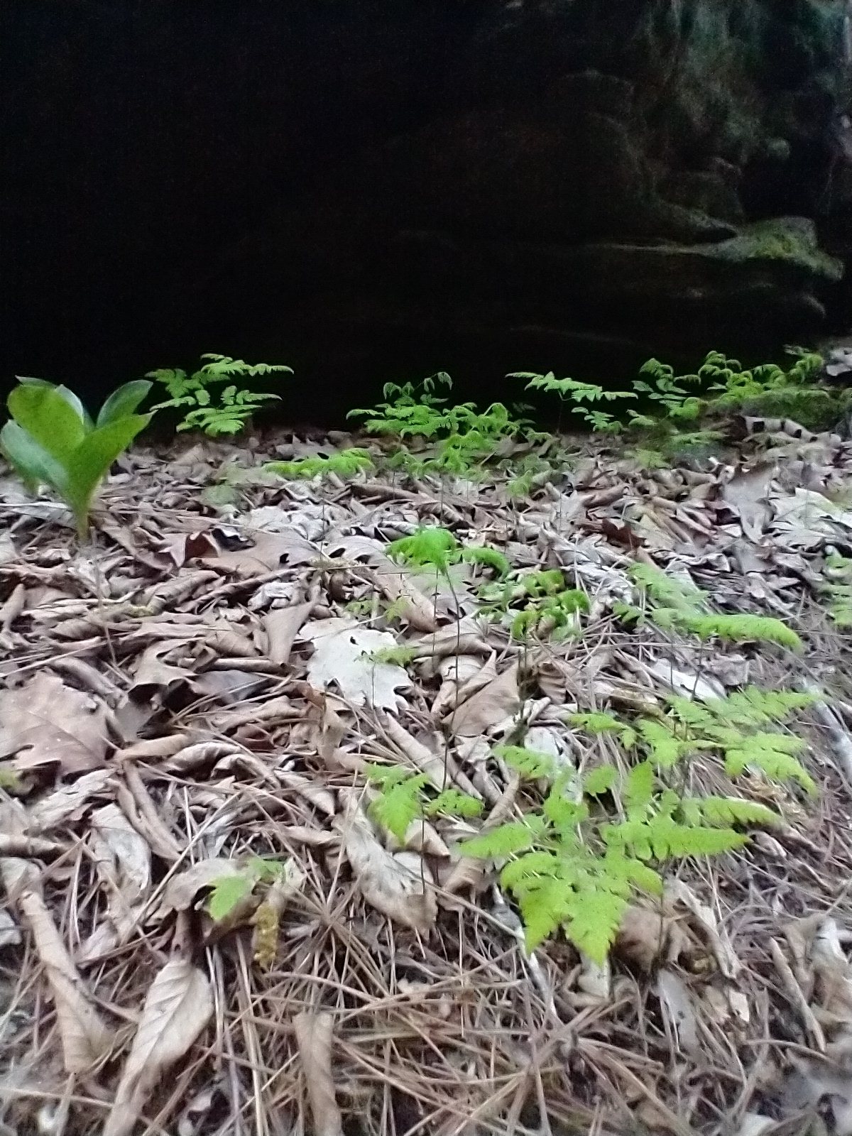 Oak fern
