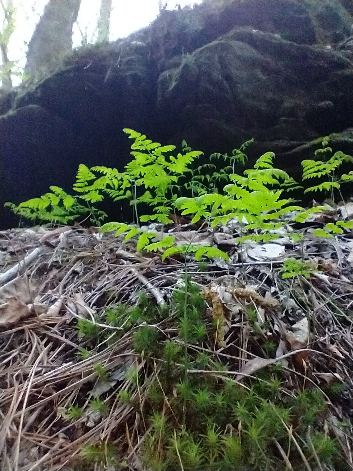 Oak fern