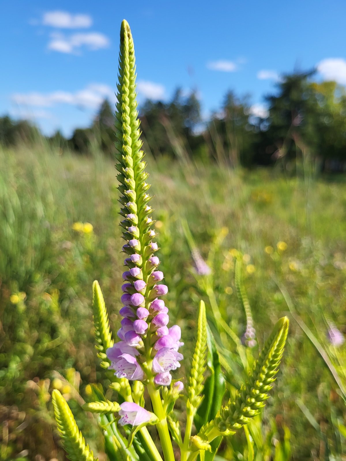 Obedient plant