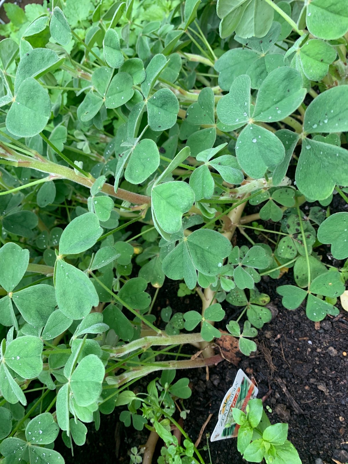 Oca