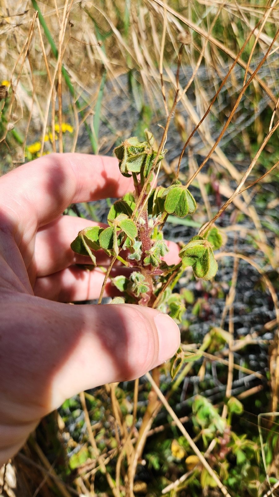 Oca