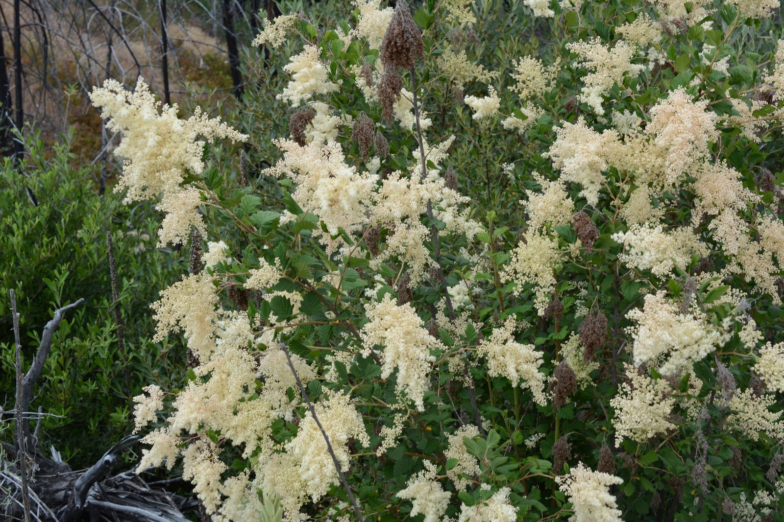 Oceanspray
