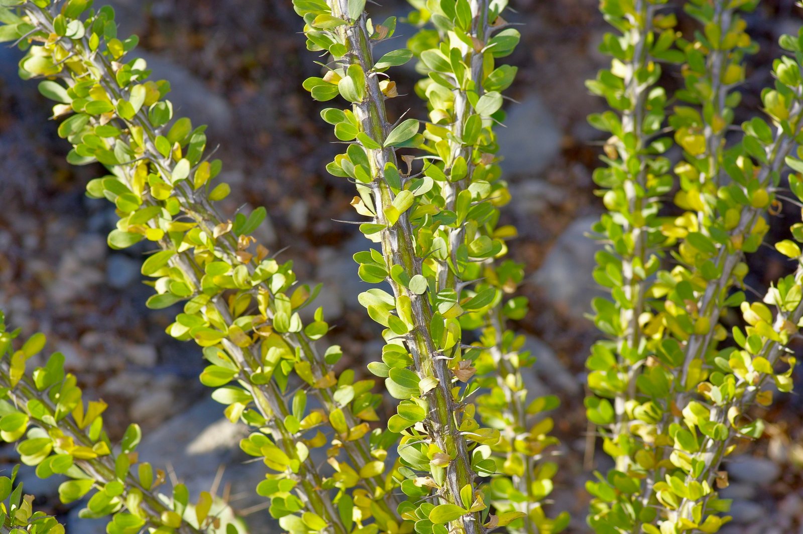 Ocotillo