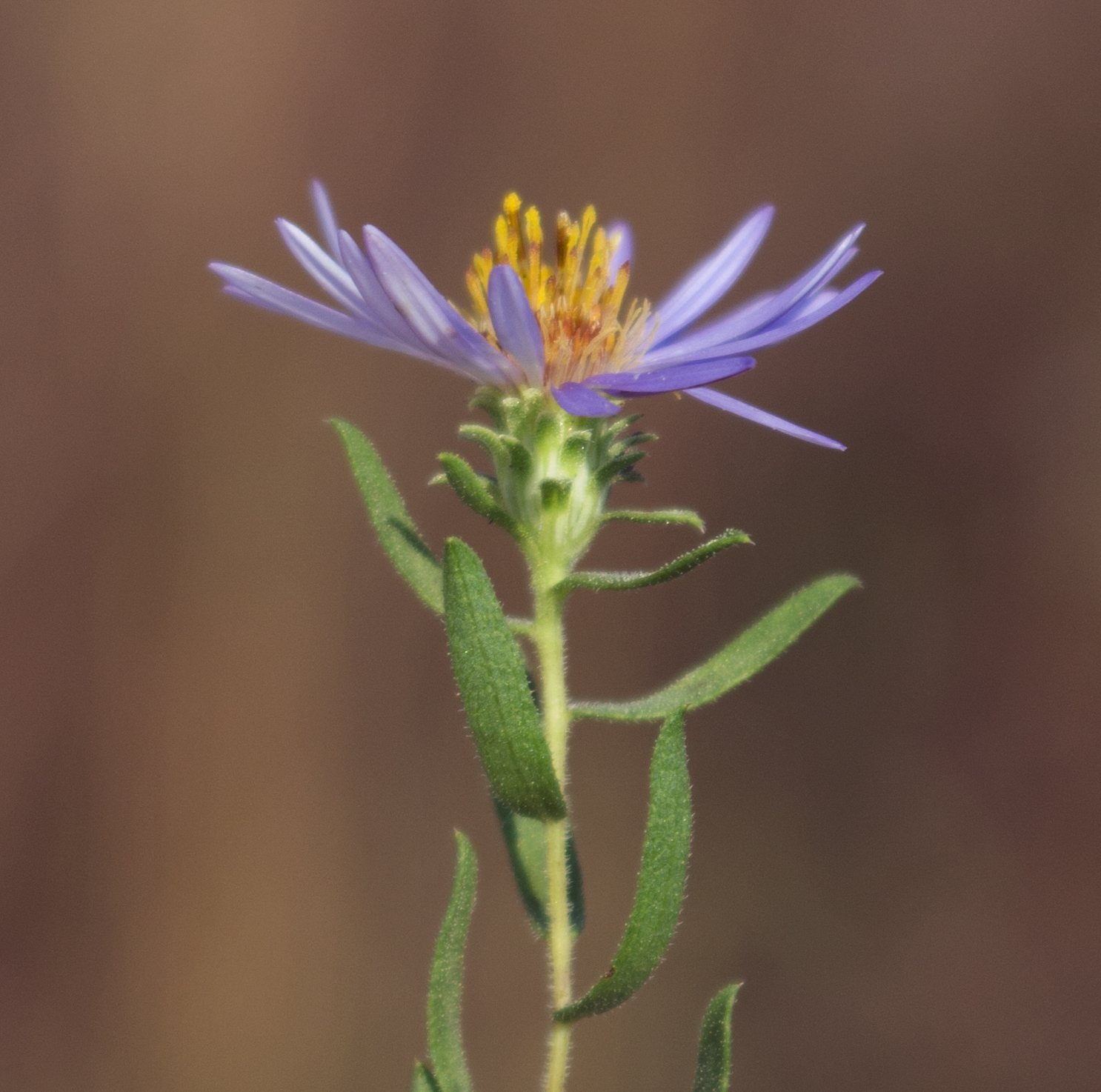 October Skies aster
