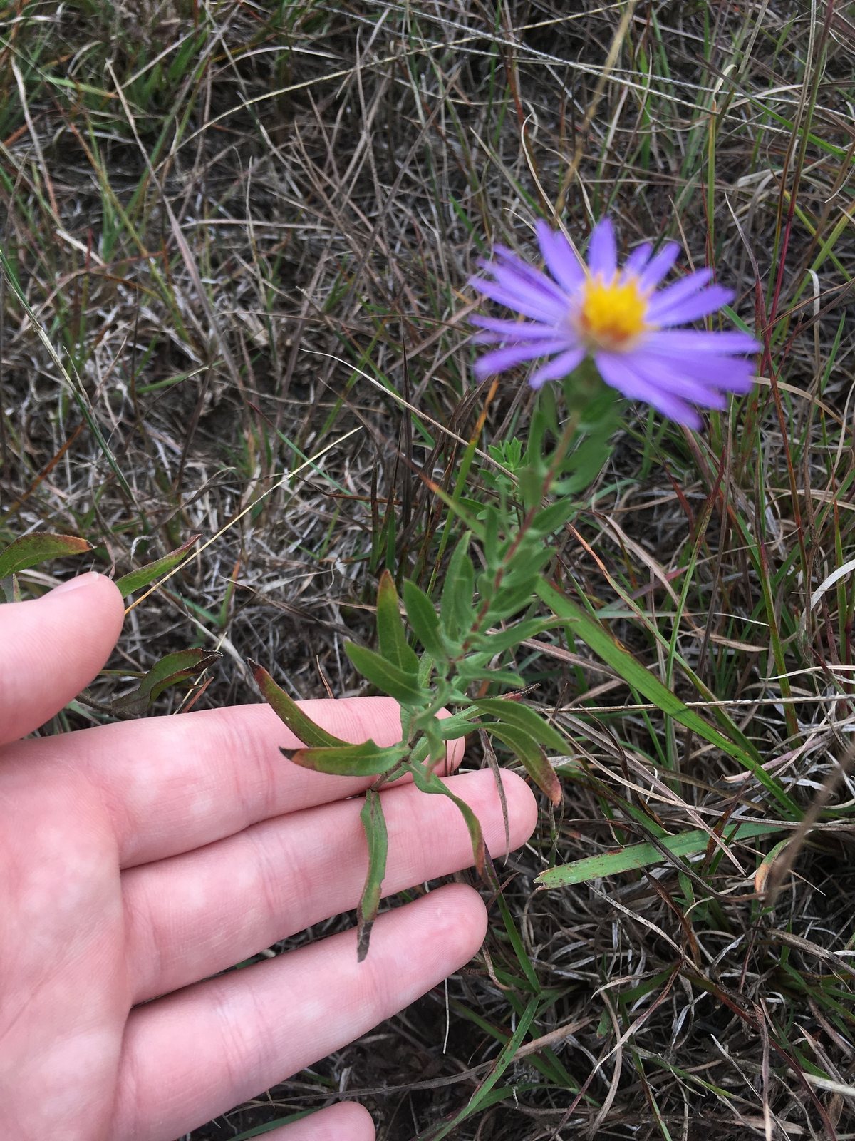 October Skies aster