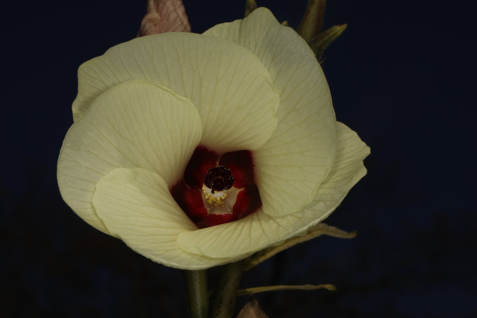Okra