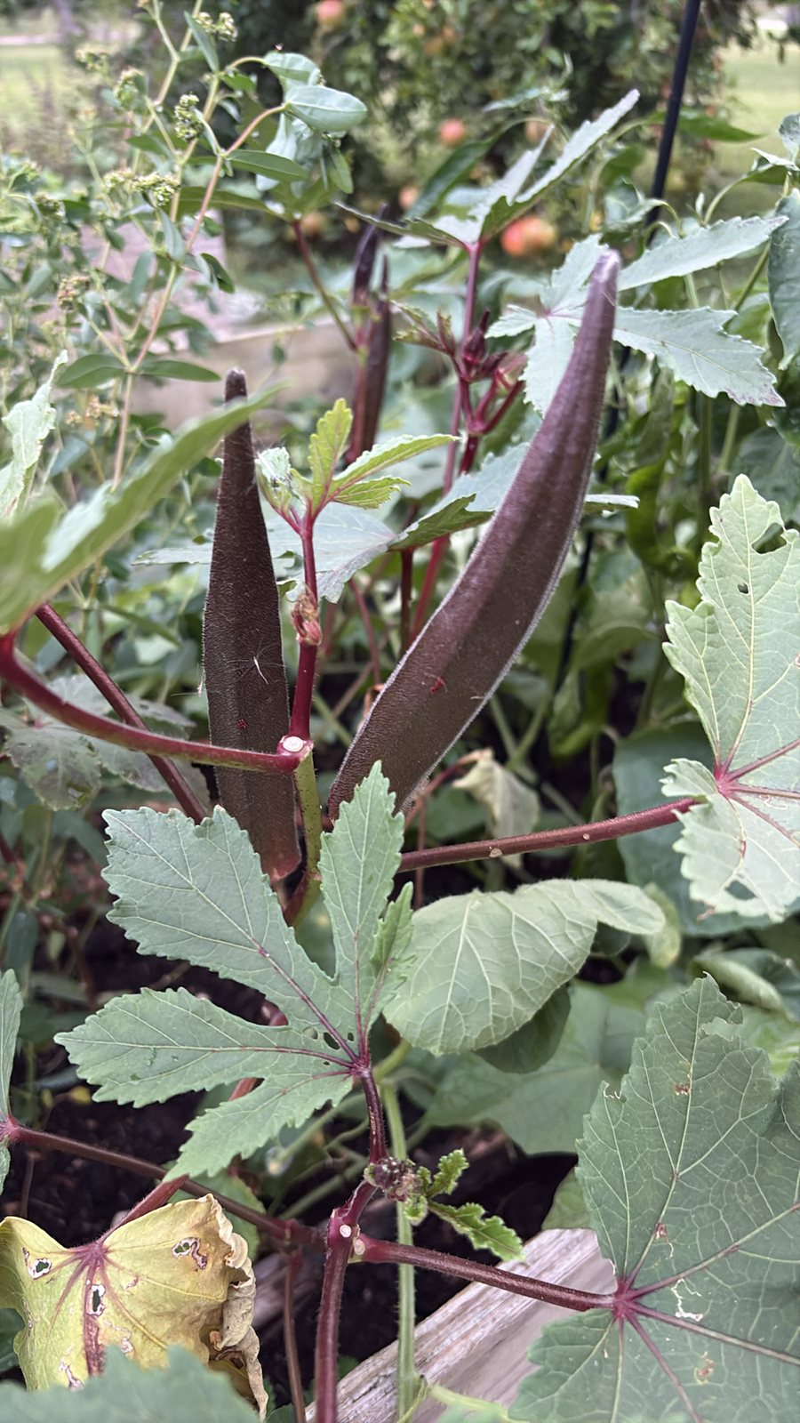 Okra