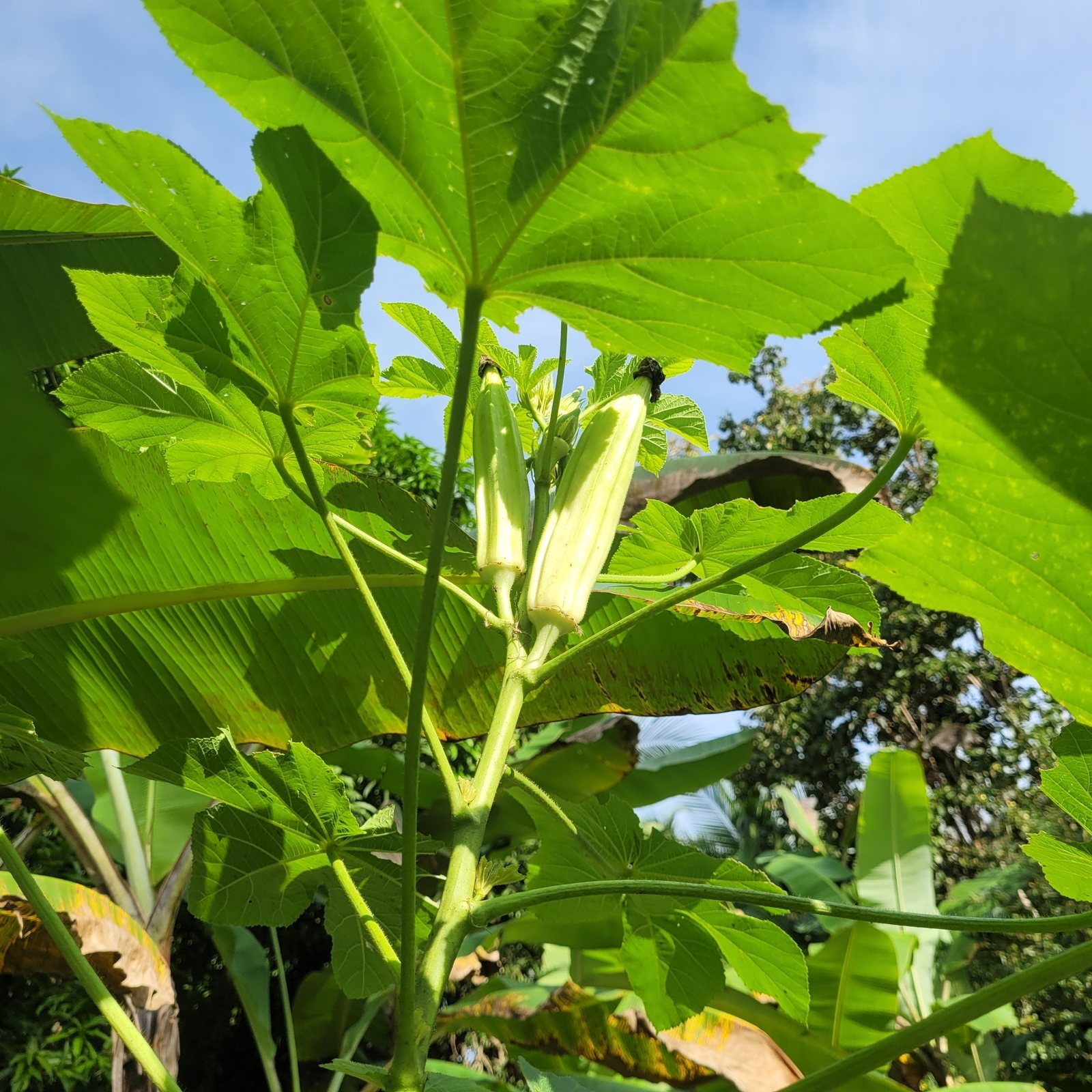 Okra 'Clemson Spineless'