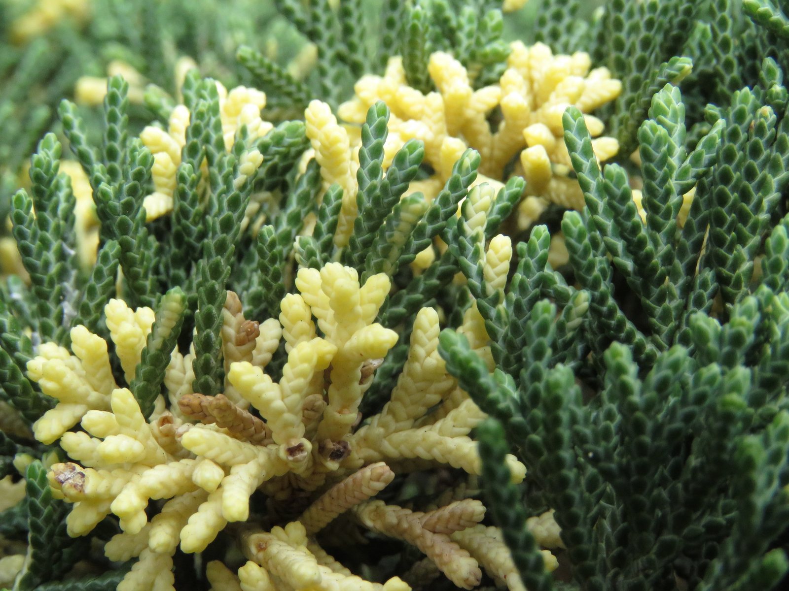 Old Gold juniper