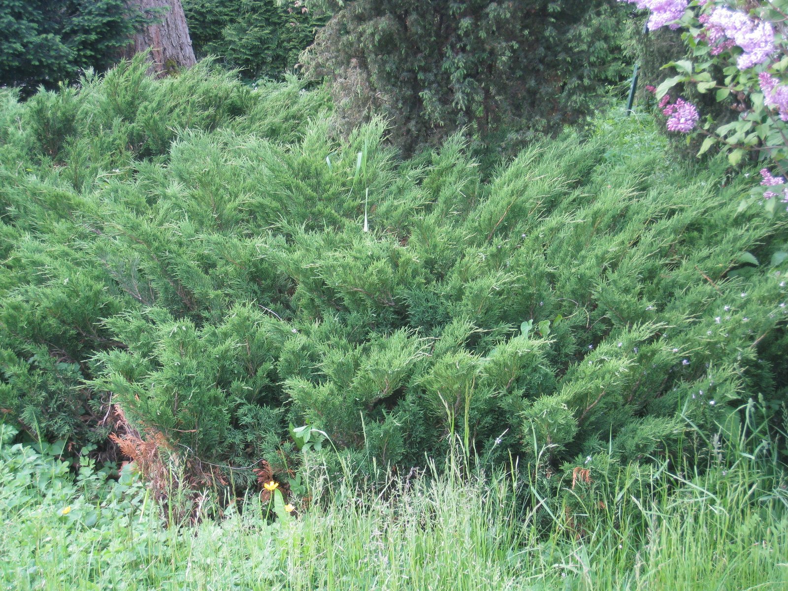 Old Gold juniper