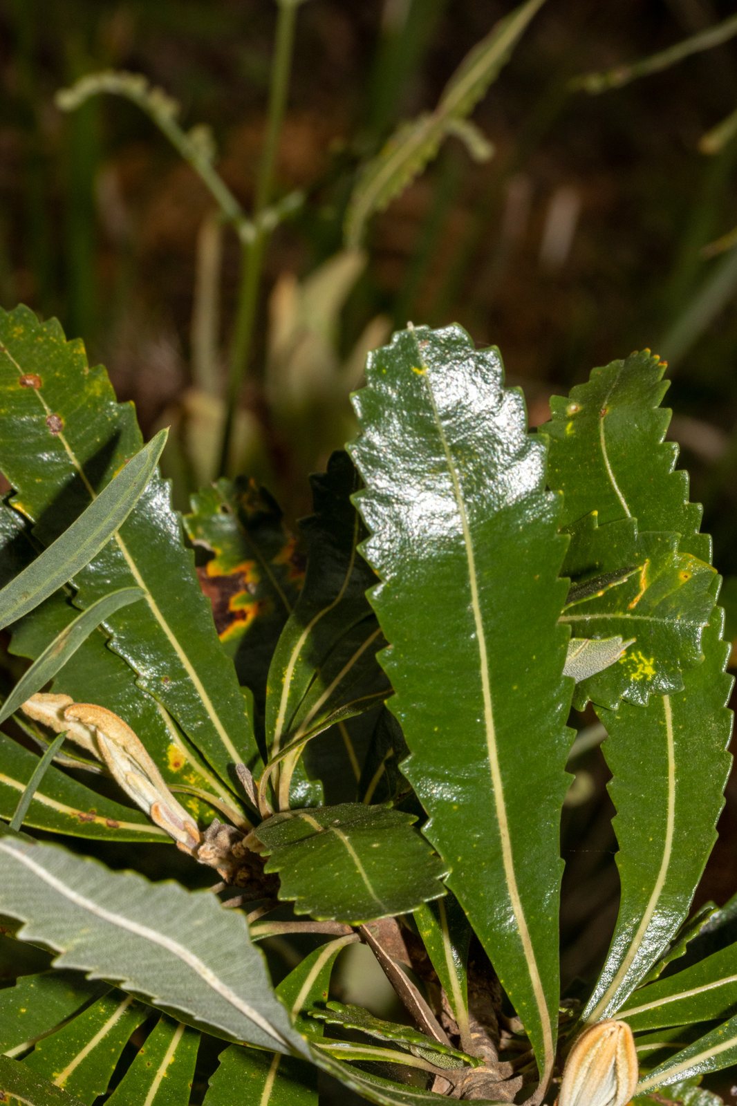 Old man banksia