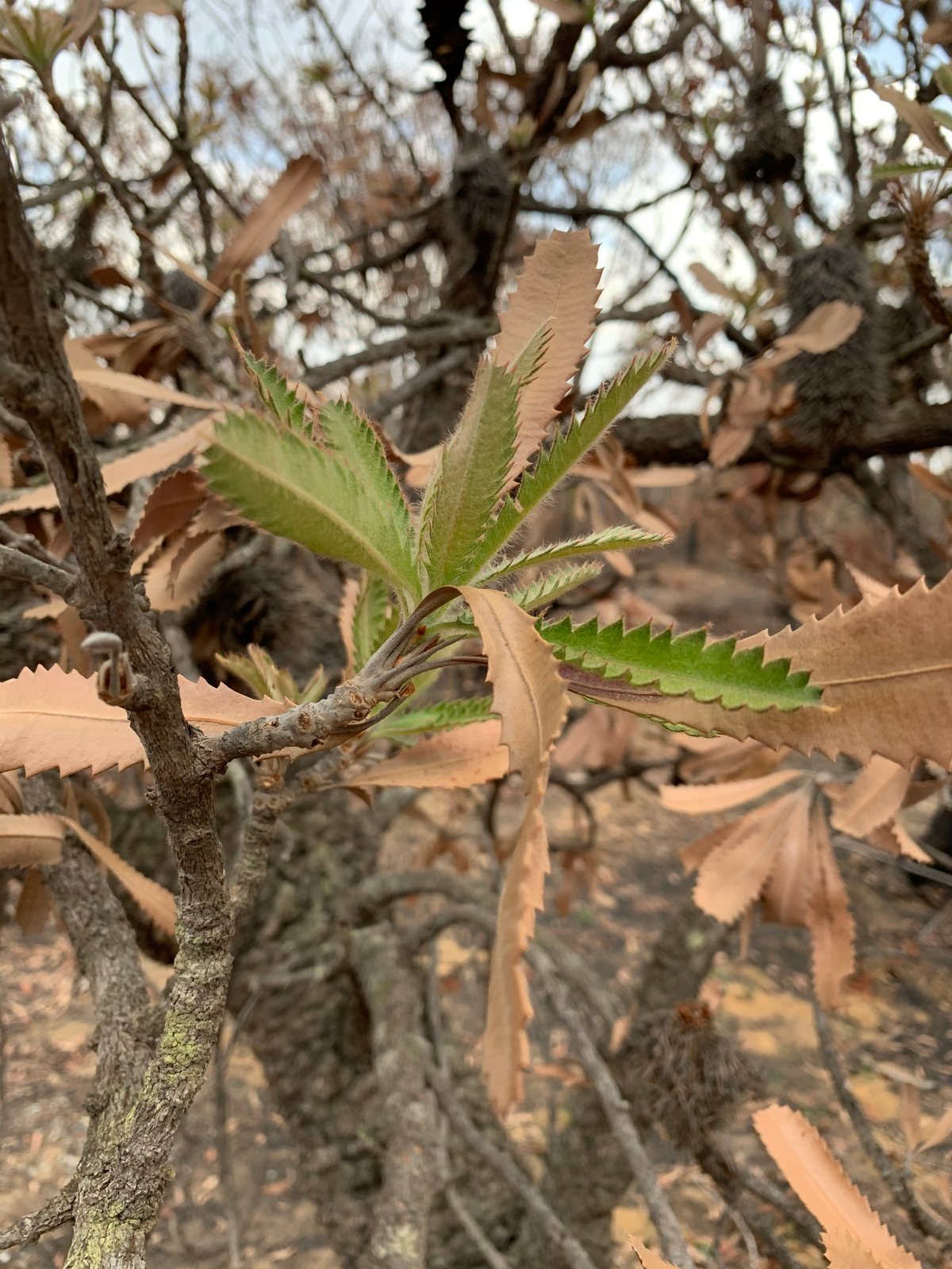 Old man banksia