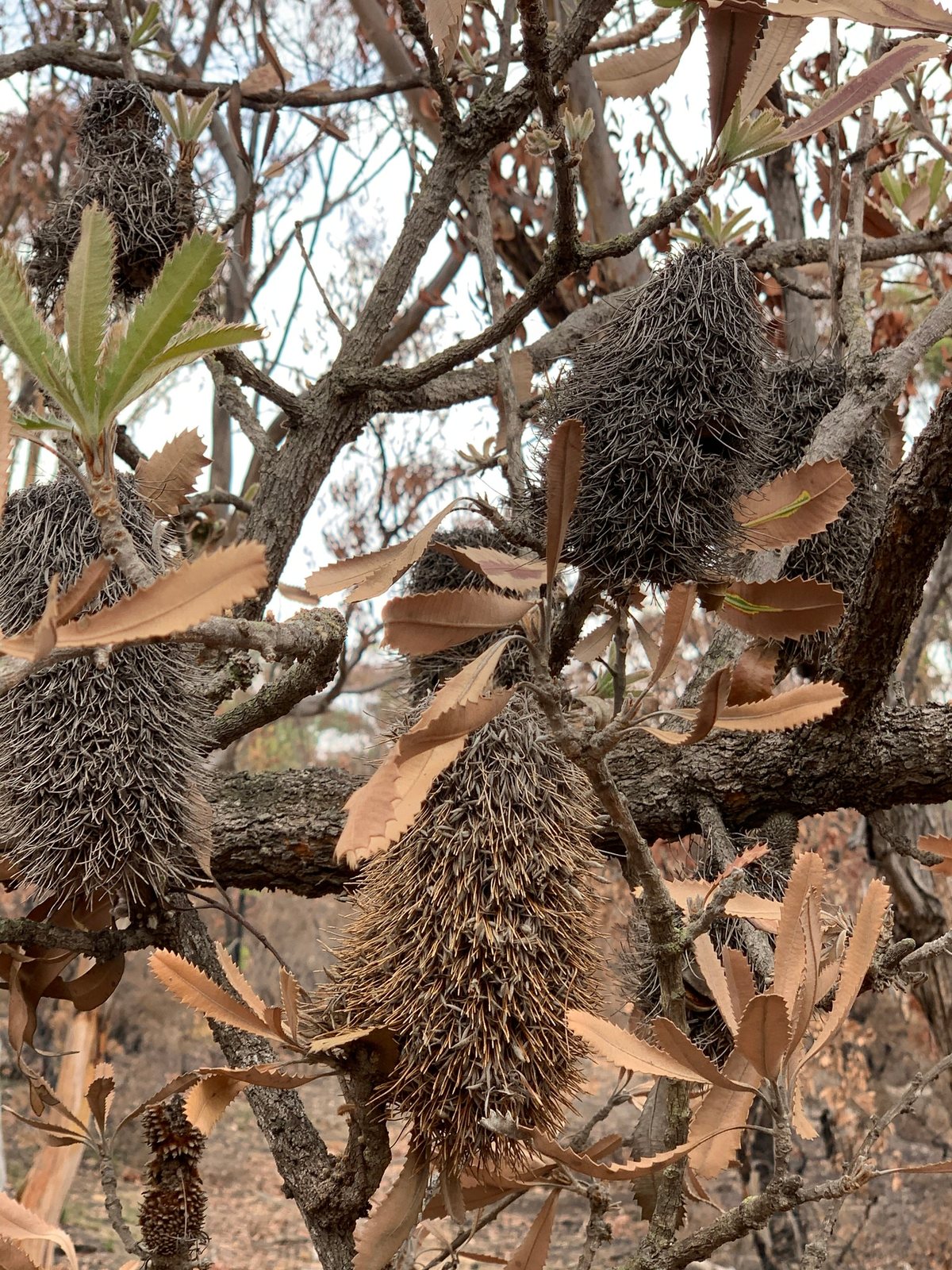 Old man banksia