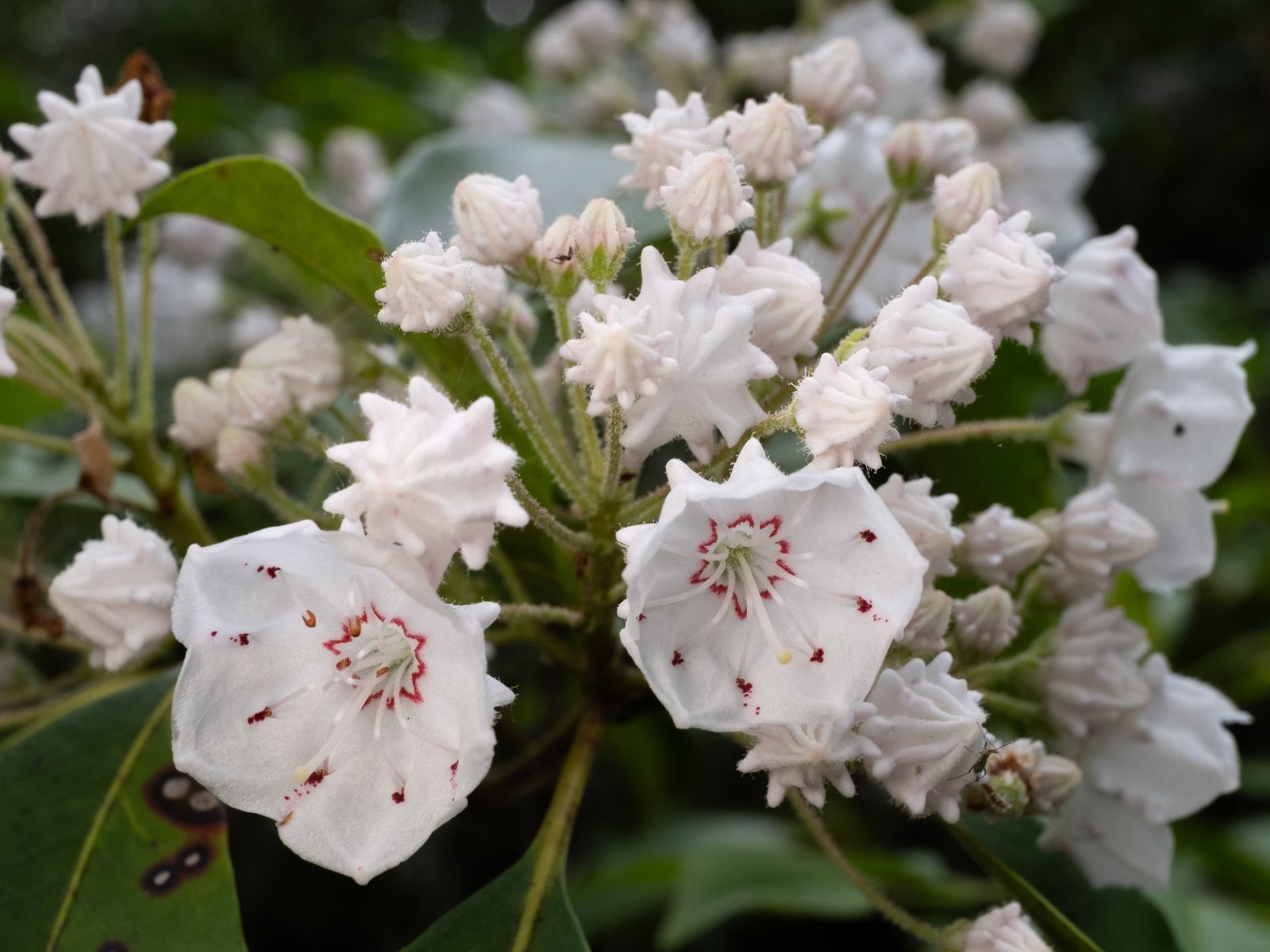 Olympic Fire mountain laurel