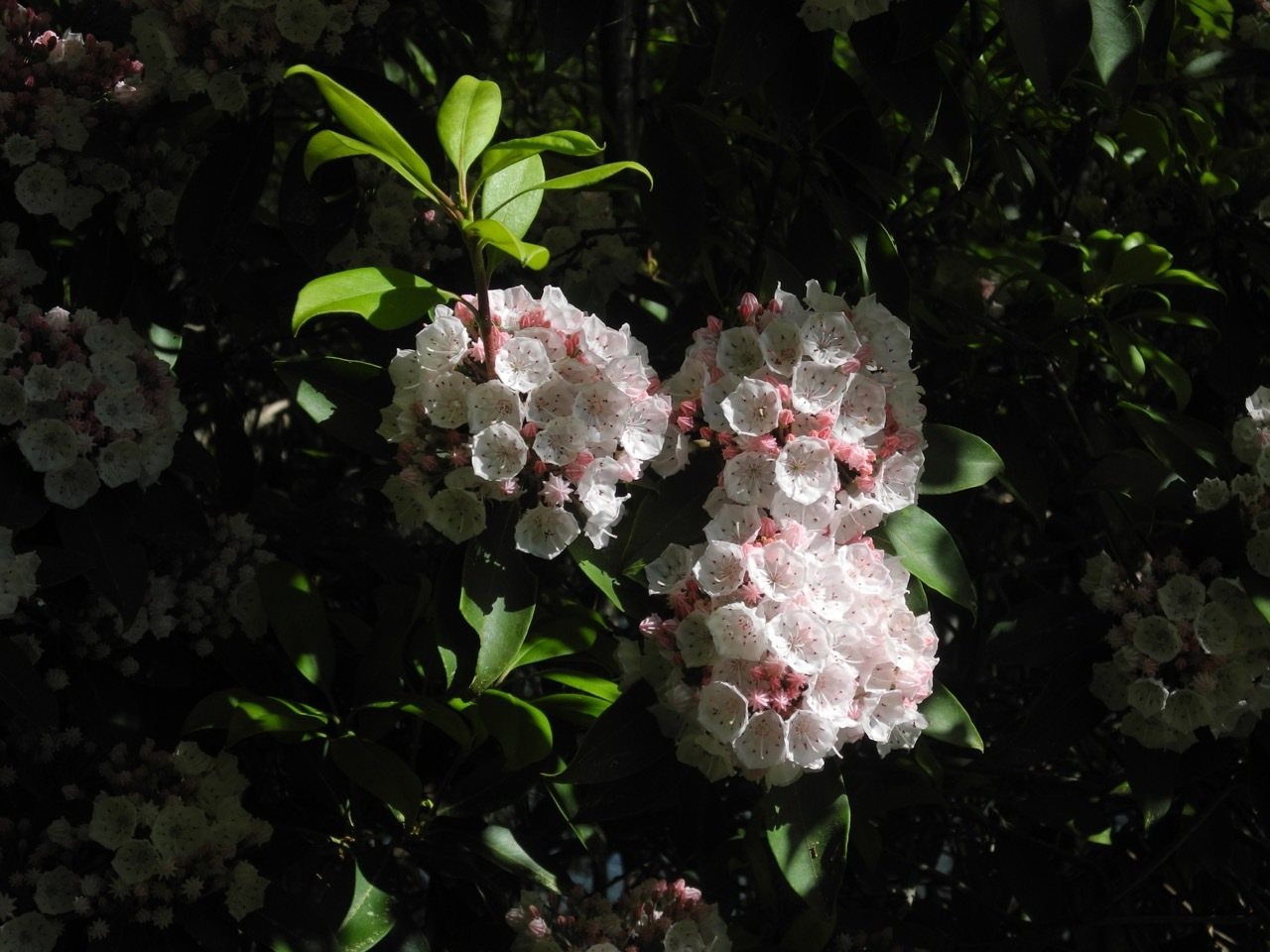 Olympic Fire mountain laurel