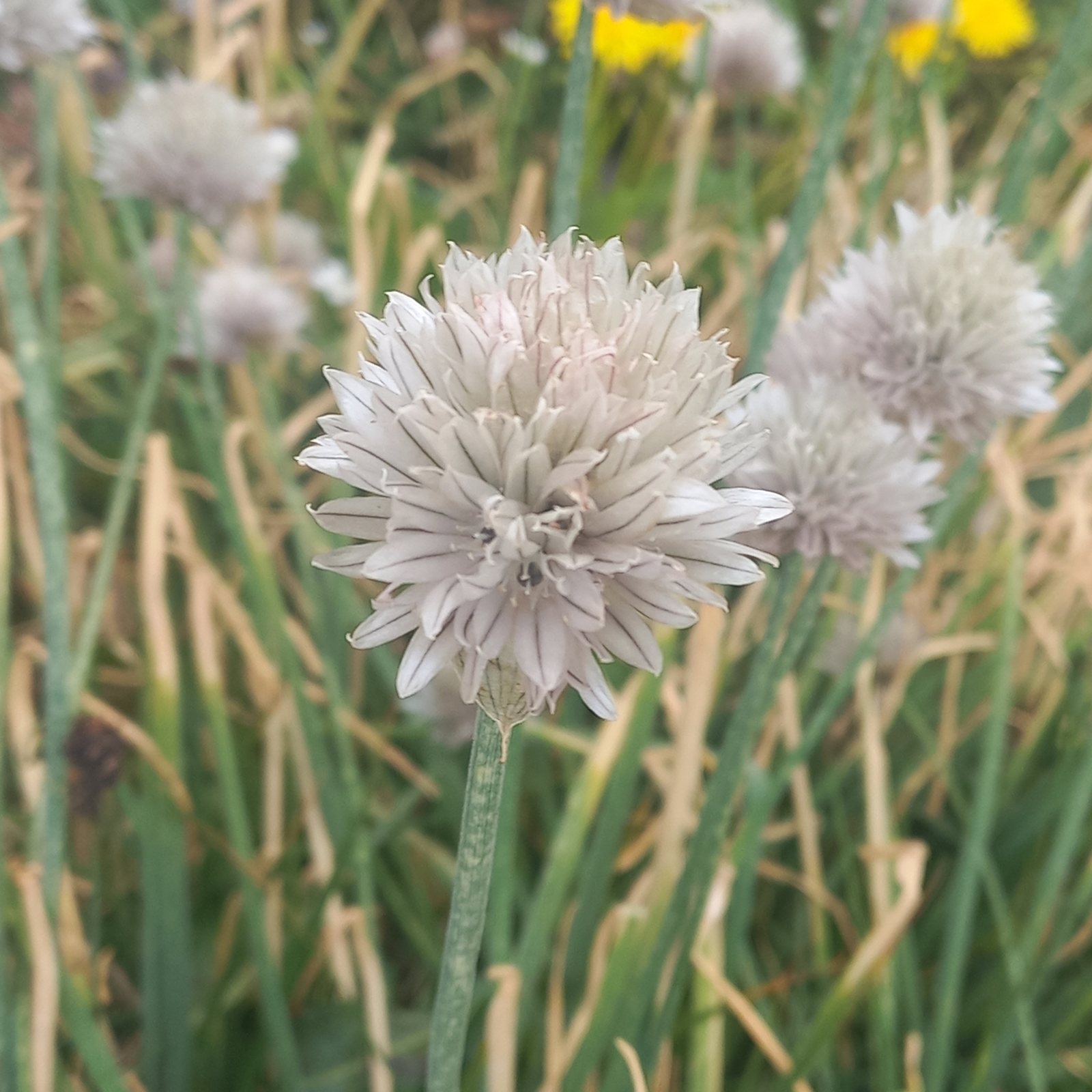 Onion