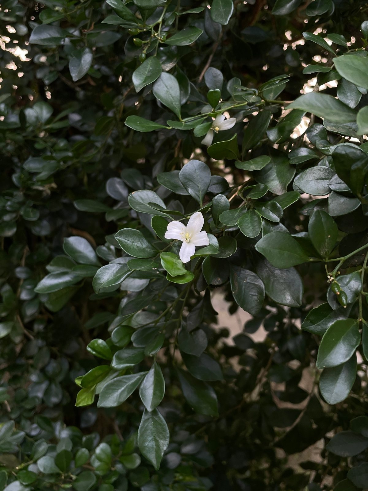 Orange jasmine