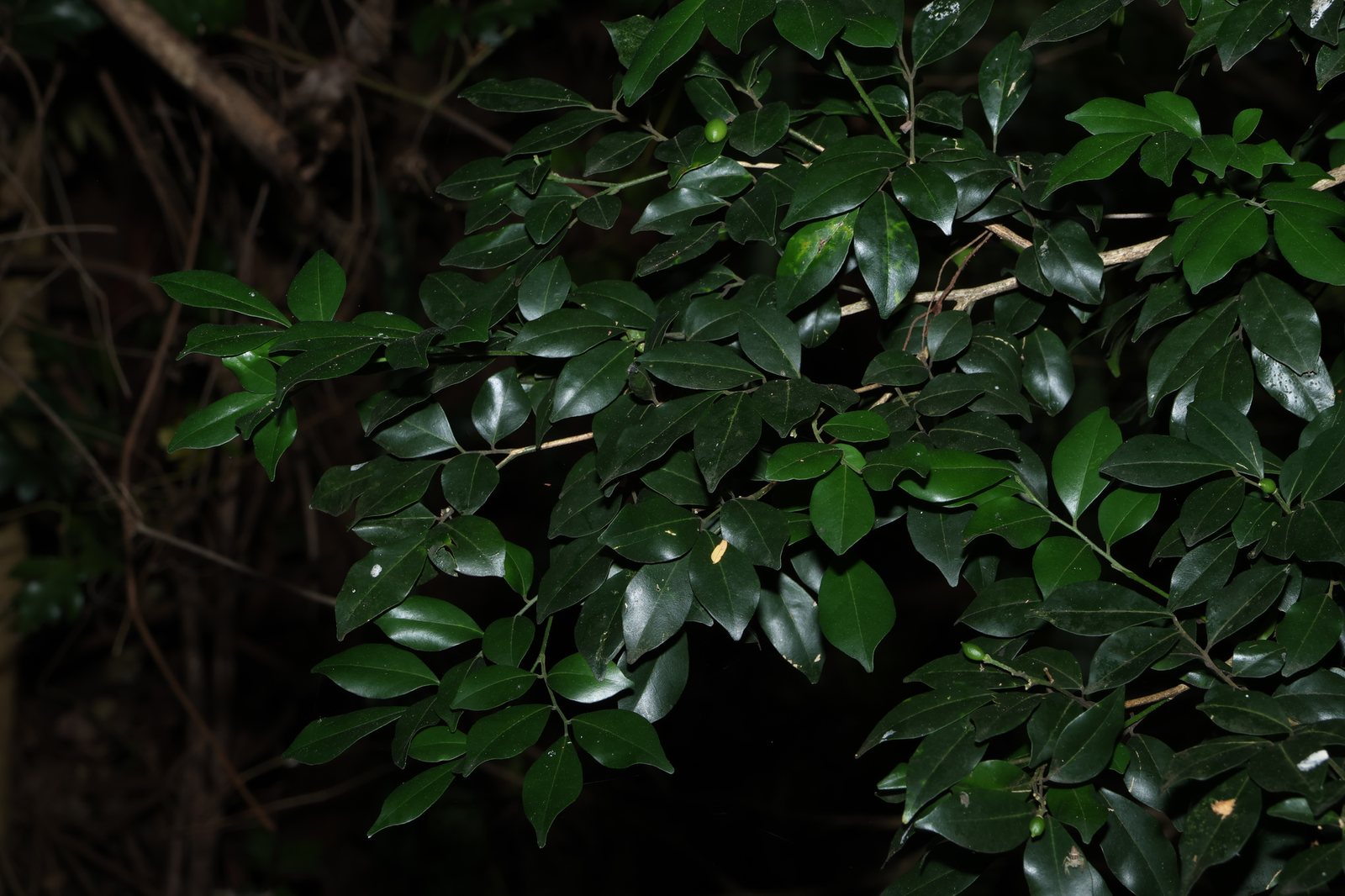 Orange jasmine