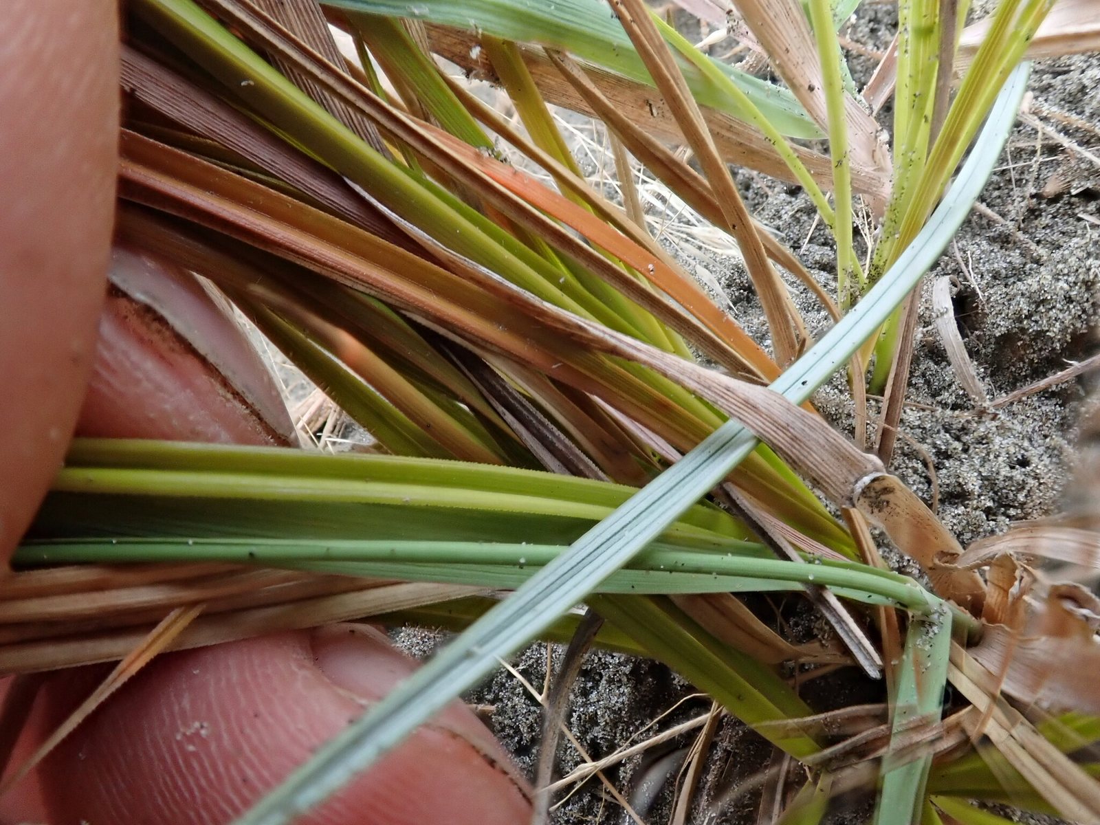 Orange sedge