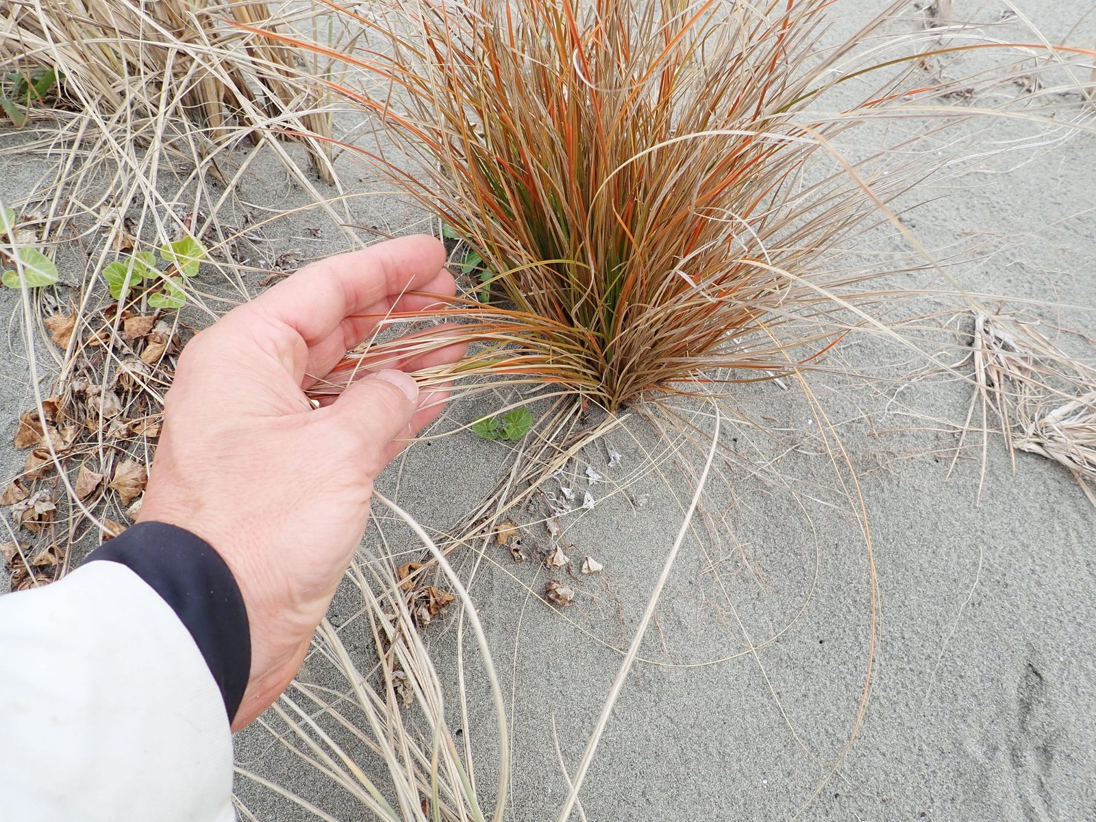 Orange sedge