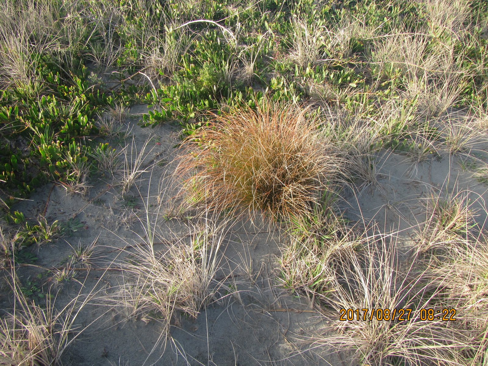 Orange sedge
