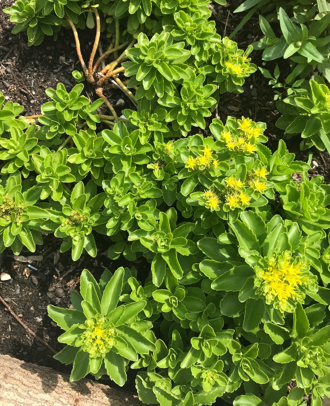 Orange stonecrop
