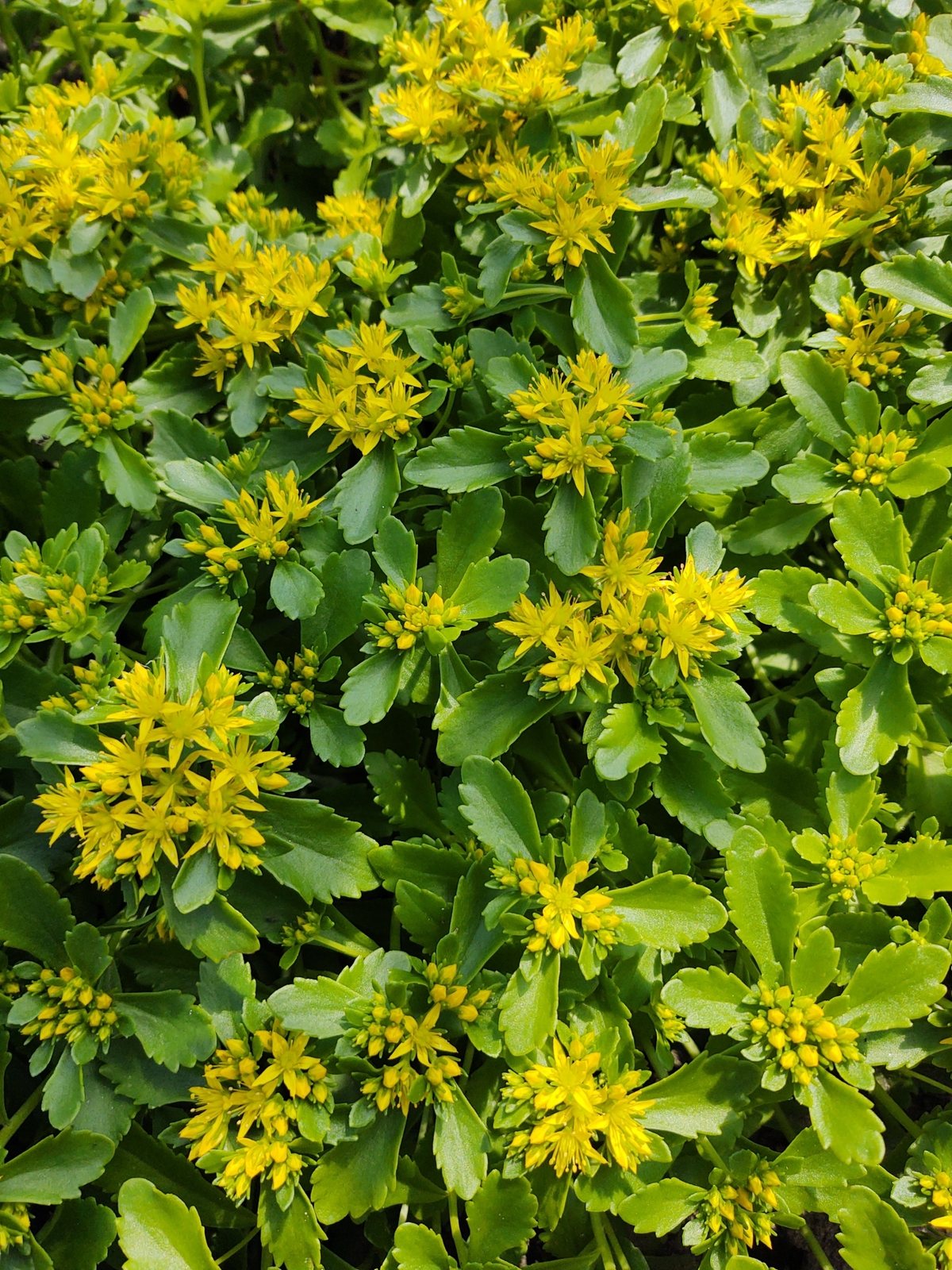 Orange stonecrop