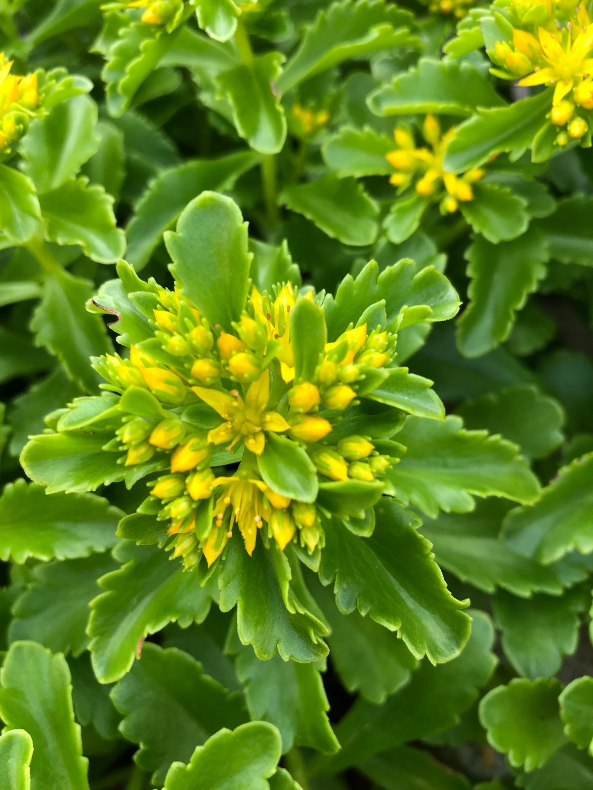 Orange stonecrop
