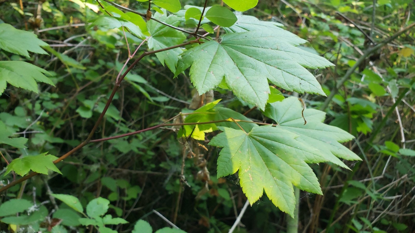 Orangeola Japanese maple