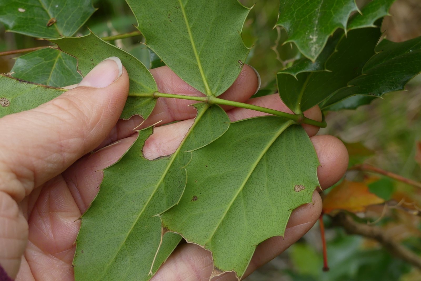 Oregon grape