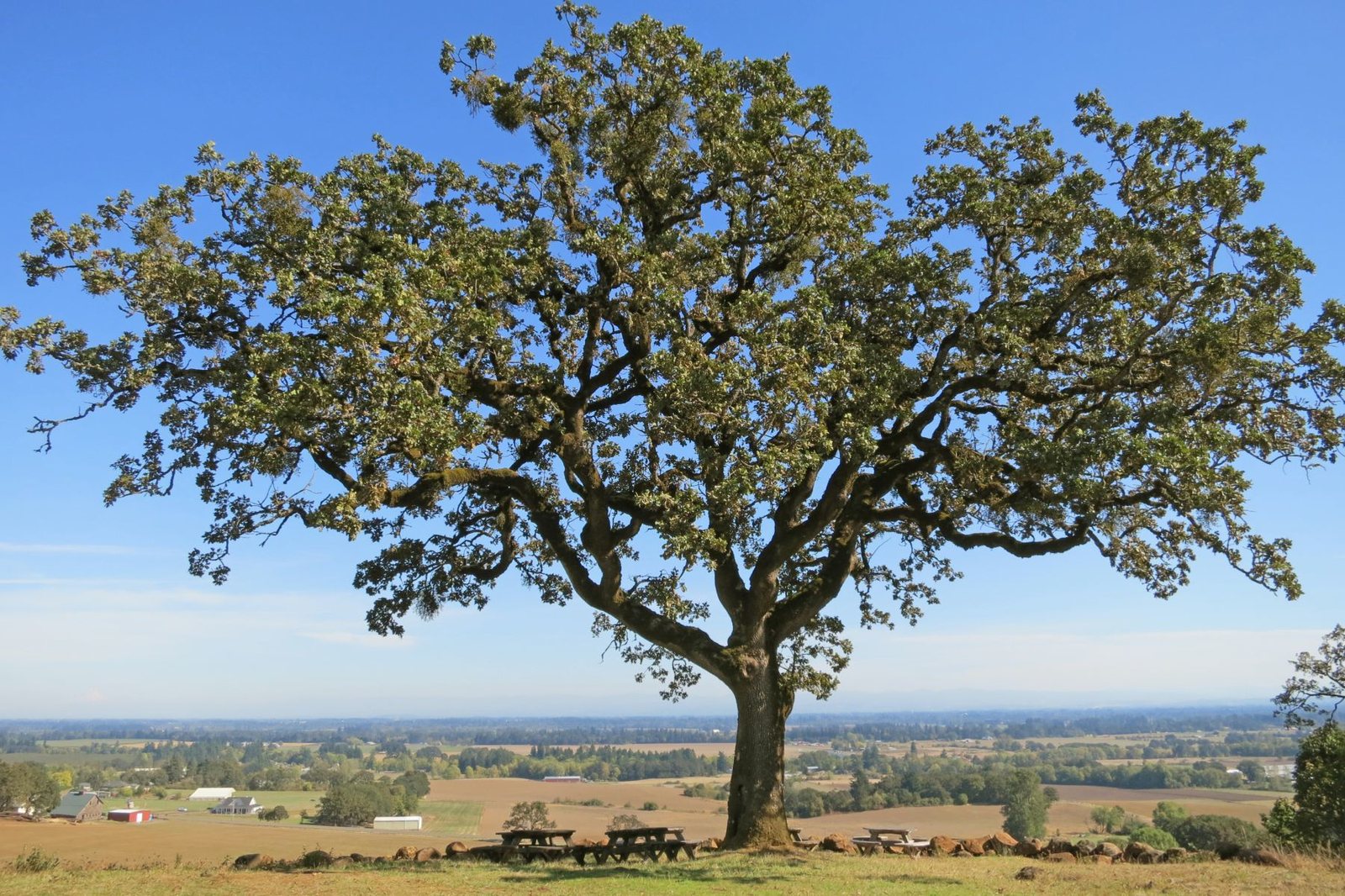 Oregon white oak