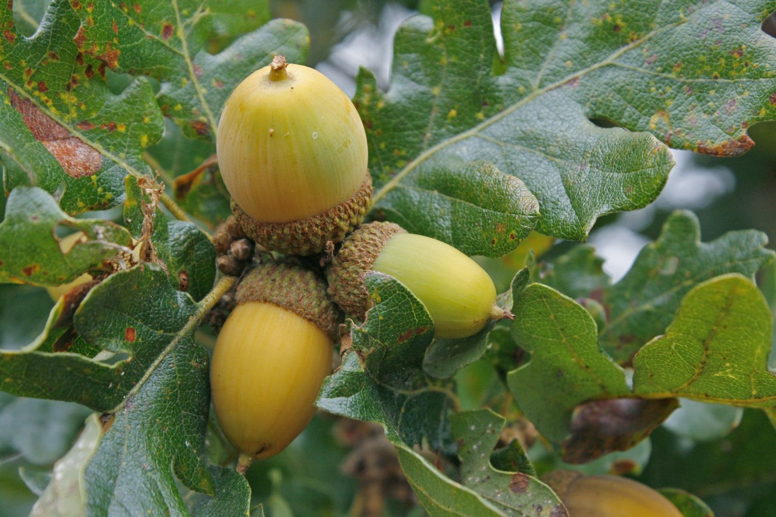 Oregon white oak